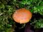 Fenyves sisakgomba (Galerina marginata), Naszály-hegy